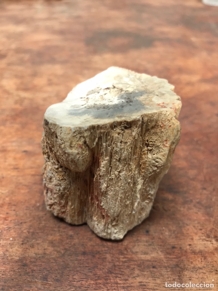 Coleccionismo de f&oacute;siles: Fosil madera - Foto 1