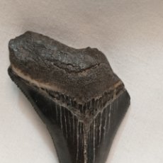 Coleccionismo de fósiles: DIENTE FÓSIL TIBURÓN 5,5 CM. Lote 293837428