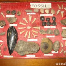 Coleccionismo de fósiles: COLECCION DE 70 FOSILES - TRILOBITES AMMONITE MODIOLUS BLANOCIDARIS ODONTASPIS. Lote 296022613