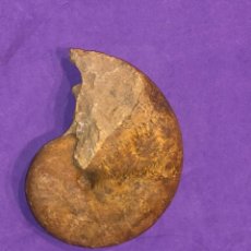 Coleccionismo de fósiles: FÓSIL DE AMMONITE DE BUEN TAMAÑO. CRETÁCICO (64 MO. DE AÑOS), NORTE DE MARRUECOS (AGADIR) INN F5. Lote 297380123