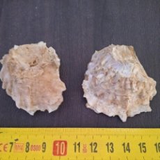 Coleccionismo de fósiles: FÓSIL OSTREA EDULIS LAMELLOSA. Lote 297653238