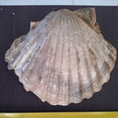 Coleccionismo de fósiles: FÓSIL PECTEN BIPARTITUS. Lote 297654103