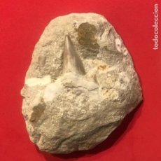 Coleccionismo de fósiles: DIENTE FÓSIL DE TIBURÓN DEL CRETÁCICO, LAMNA OBLIQUA, 70-66 MILLONES DE AÑOS.INN FOS 1- F40. Lote 183255823