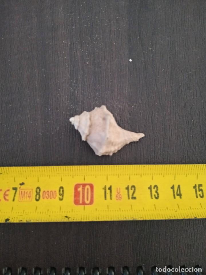 Coleccionismo de f&oacute;siles: F&oacute;sil heteropurara polymorpha - Foto 1