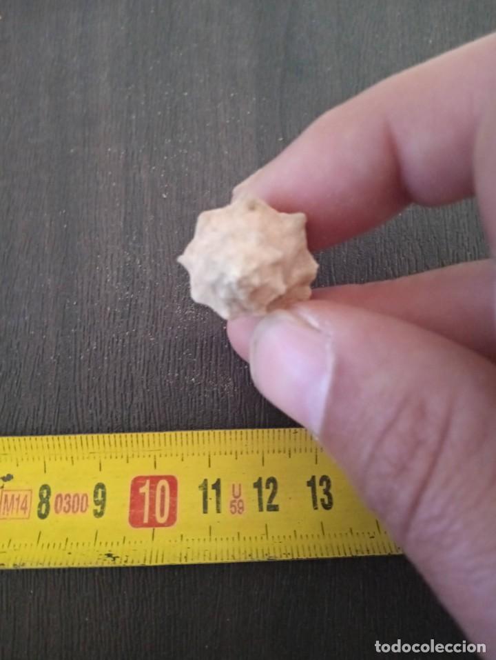 Coleccionismo de f&oacute;siles: F&oacute;sil heteropurara polymorpha - Foto 2