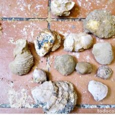 Coleccionismo de fósiles: LOTE CON FÓSILES BIVALVOS DEL MIOCENO, YACIMIENTO DE LAS LOMILLAS DE JUAN ÚBEDA, ALMERIA. INN -. Lote 298291018