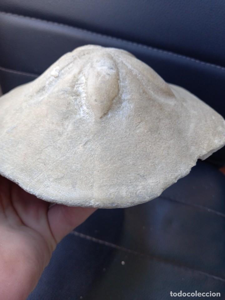 Coleccionismo de f&oacute;siles: F&oacute;sil clypeaster marguinatum - Foto 1