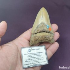 Coleccionismo de fósiles: CARCHAROCLES (CARCHARODON) MEGALODON DIENTE DE TIBURON FÓSIL, MEG. Lote 300329938