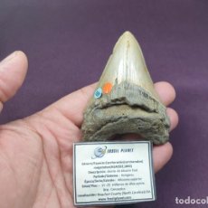 Coleccionismo de fósiles: CARCHAROCLES (CARCHARODON) MEGALODON , DIENTE DE TIBURÓN FÓSIL, MEG. Lote 300331848