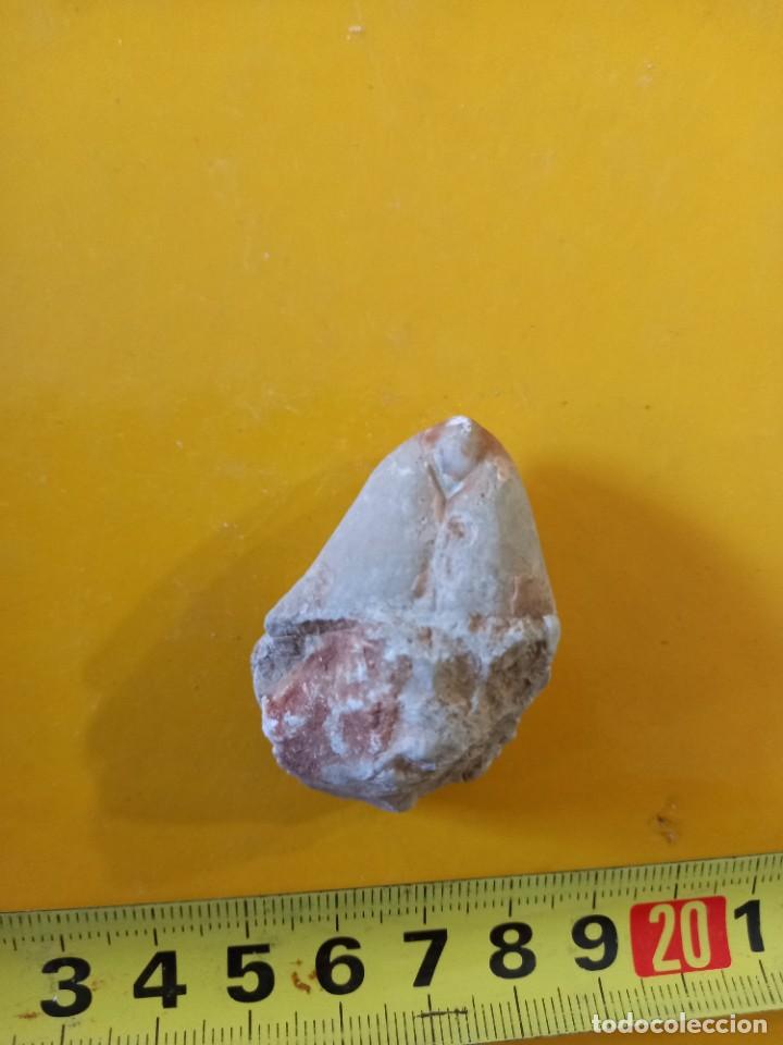 Coleccionismo de f&oacute;siles: Pygope diphyoides - Foto 1