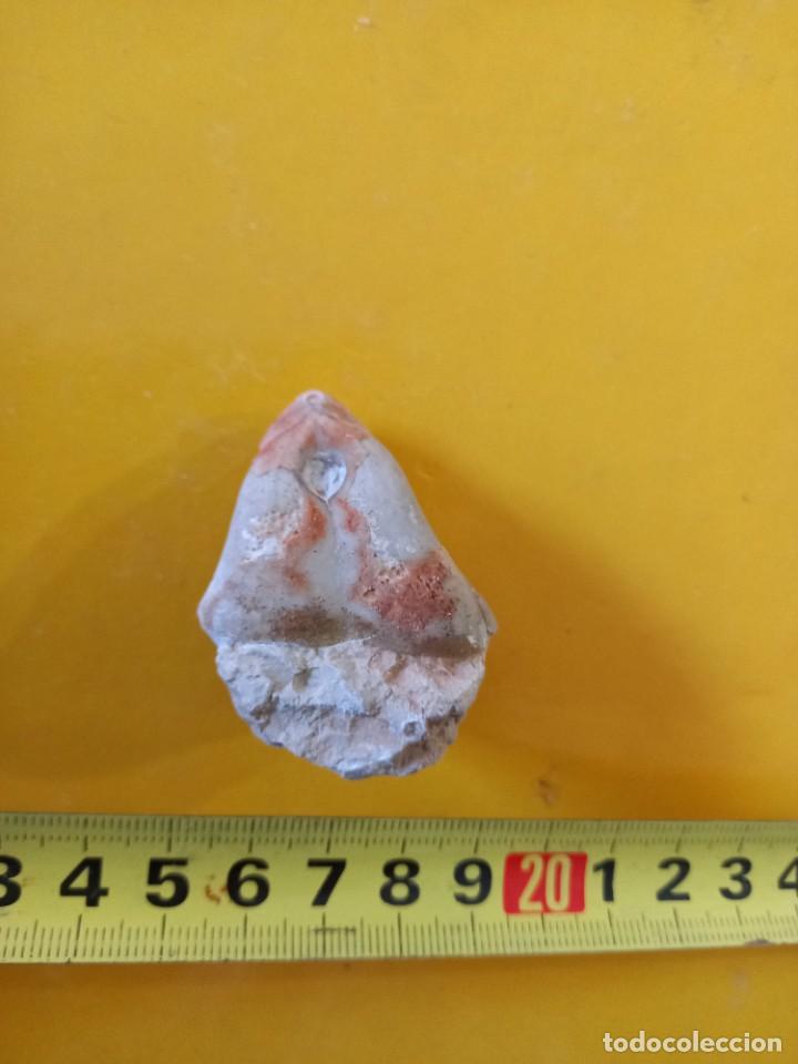 Coleccionismo de f&oacute;siles: Pygope diphyoides - Foto 2