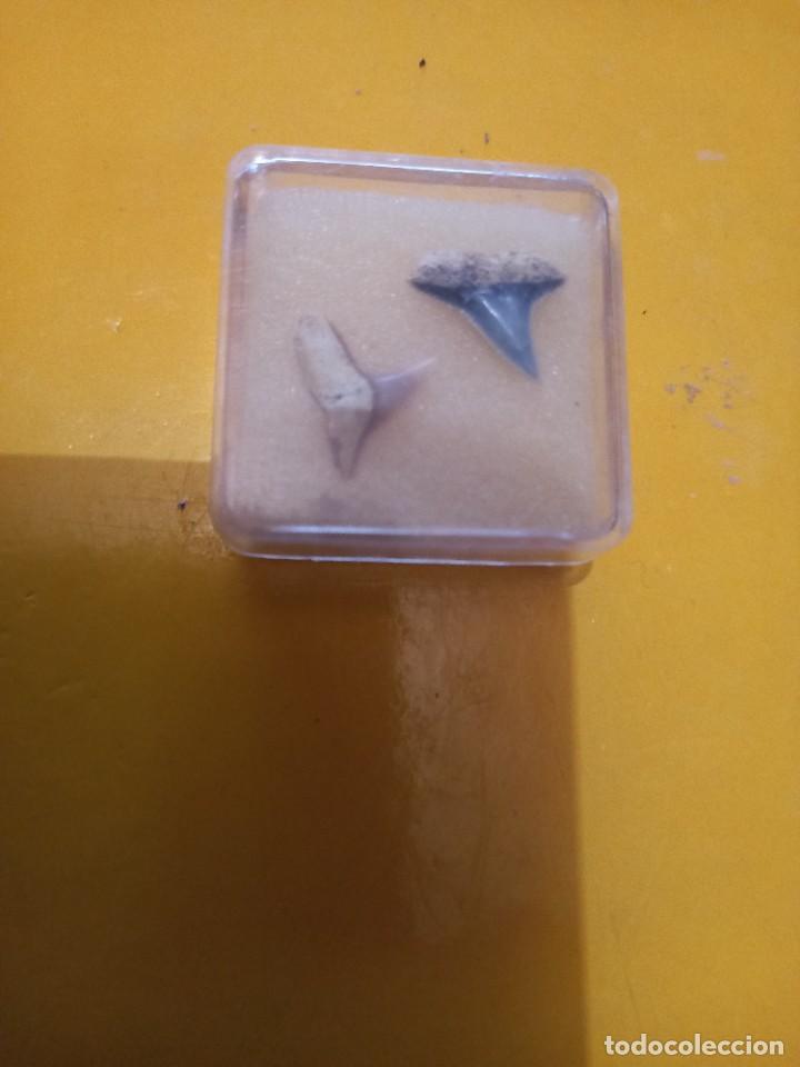 Coleccionismo de f&oacute;siles: carcharhinus sp. - Foto 1