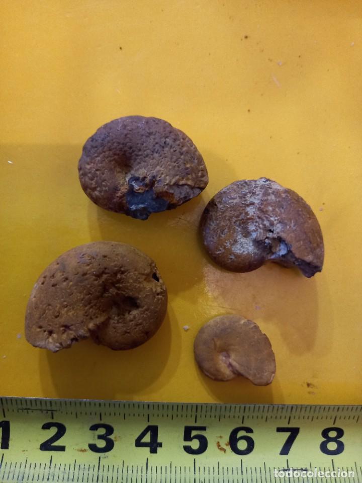 Coleccionismo de f&oacute;siles: Lote phylloceras.sp - Foto 1