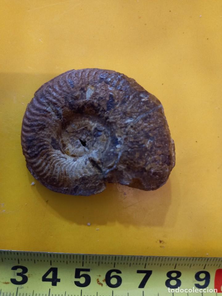 Coleccionismo de f&oacute;siles: Pseudogrammoceras fallaciosum - Foto 1
