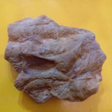 Coleccionismo de fósiles: CRUCIANA.. Lote 302698328