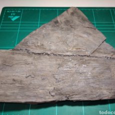 Coleccionismo de fósiles: SIGILLARIA FOSIL. CARBONIFERO. EUROPA.. Lote 303775563