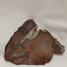 Coleccionismo de fósiles: RODAJA DE MADERA PETRIFICADA 12 CMS. Lote 305242783