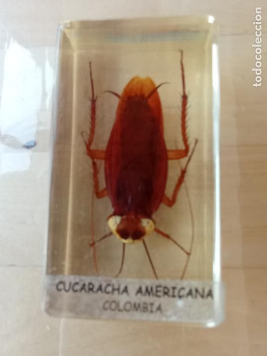 Coleccionismo de f&oacute;siles: INSECTOS EN METRAQUILATO - Foto 1