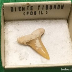 Coleccionismo de fósiles: FÓSIL DIENTE TIBURÓN. Lote 309607258