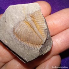 Collezionismo di fossili: FOSILES - TRILOBITES FOSIL CORONOCEPHALUS - SILURICO. Lote 309782673