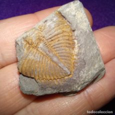 Collezionismo di fossili: FOSILES - TRILOBITES FOSIL CORONOCEPHALUS - SILURICO. Lote 309782958