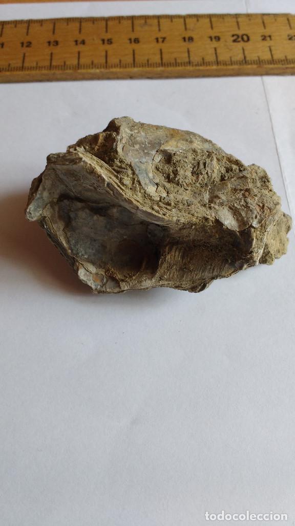 Coleccionismo de f&oacute;siles: FOSILES DE MOLUSCOS COMARCA EL SOBRARBE - Foto 4