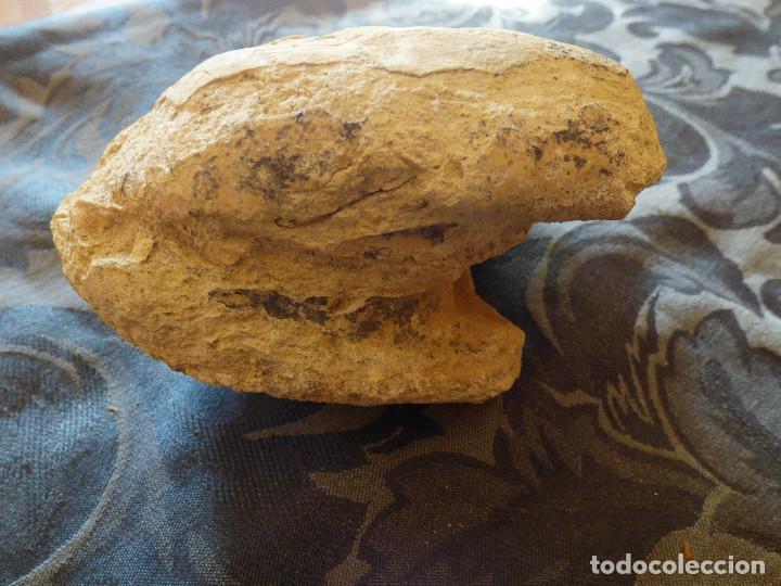 Coleccionismo de f&oacute;siles: Fosil,molusco bivalvo. - Foto 2