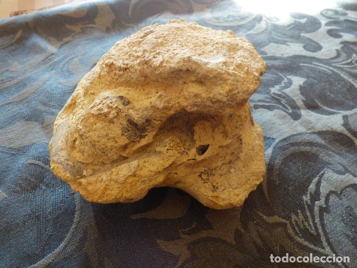 Coleccionismo de f&oacute;siles: Fosil,molusco bivalvo. - Foto 3