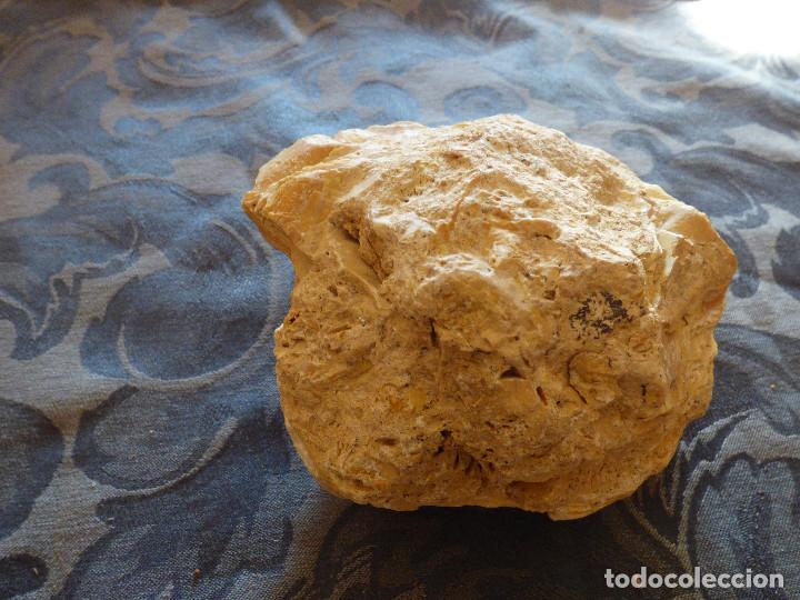 Coleccionismo de f&oacute;siles: Fosil,molusco bivalvo. - Foto 2