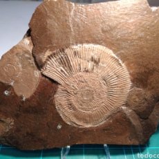 Coleccionismo de fósiles: AMMONITES FOSIL DACTYLIOCERAS. JURÁSICO... Lote 313717178