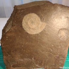 Coleccionismo de fósiles: AMMONITES FOSIL DACTYLIOCERAS. JURÁSICO. ALEMANIA.
