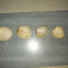 Coleccionismo de fósiles: 5 CONCHAS ALMEJA FOSILIZADA FÓSIL DE MAR DE LA ZONA DE GRANADA Y ALMERÍA. Lote 313735458