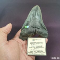 Coleccionismo de fósiles: CARCHAROCLES (CARCHARODON) MEGALODON , MEG, DIENTE DE TIBURON FÓSIL-P137. Lote 313992543