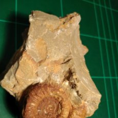 Coleccionismo de fósiles: AMMONITES FOSIL. JURÁSICO. EUROPA.. Lote 314454658