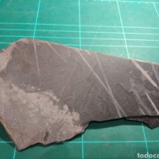 Coleccionismo de fósiles: PLACA CON FÓSILES DE GRAPTOLITOS DEL SILURICO DE EUROPA.