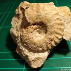 Coleccionismo de fósiles: AMMONITES FOSIL HECTICOCERAS. JURÁSICO. FRANCIA.. Lote 320369263
