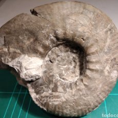 Coleccionismo de fósiles: AMMONITES FOSIL RINGSTEDDIA. JURÁSICO. ALEMANIA.. Lote 320385313
