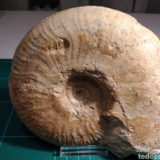Coleccionismo de fósiles: AMMONITES FOSIL LUDWIGIA. JURÁSICO. FRANCIA.