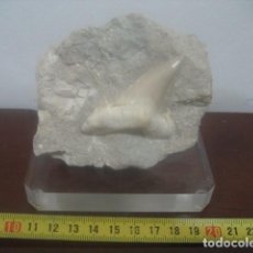 Coleccionismo de fósiles: DIENTE TIBURON FOSIL EN MATRIZ. OTODUS OBLIQUUS . EOCENO. MARRUECOS. PALEONTOLOGIA
