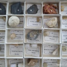 Coleccionismo de fósiles: CONJUNTO DE 25 FÓSILES CATALOGADOS. IDEAL PARA COMENZAR UNA COLECCIÓN.