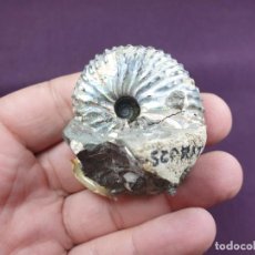 Coleccionismo de fósiles: AMMONITES: HOPLOSCAPHITES SPEDENI (LANDMAN & WAAGE,1993),CRETÁCICO/DAKOTA DEL SUR
