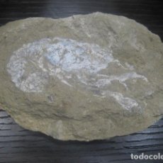 Coleccionismo de fósiles: CRUSTACEO FOSIL. GAMBA EN NODULO MECOCHIRUS MAGNUM. CRETACICO, APTIENSE