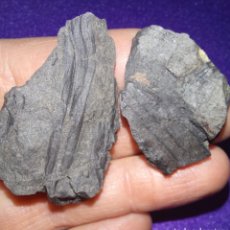 Coleccionismo de fósiles: FOSIL - LOTE DE 2 RESTOS VEGETALES FOSILES- CARBONIFERO. Lote 219600810