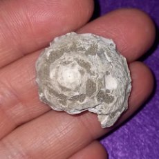 Coleccionismo de fósiles: FOSILES - GASTEROPODO FOSIL XENOPHORA BURDIGALENSIS - MIOCENO. Lote 255922070