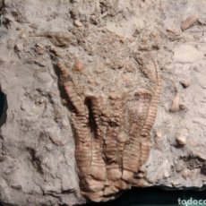 Coleccionismo de fósiles: CRINOIDE ENCRINUS LILIIFORMIS. TRÍASICO. ALEMANIA.