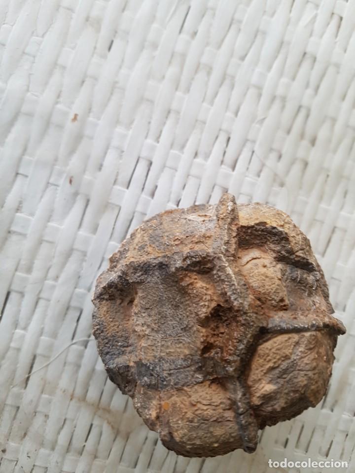 Coleccionismo de f&oacute;siles: Fosil - Foto 2
