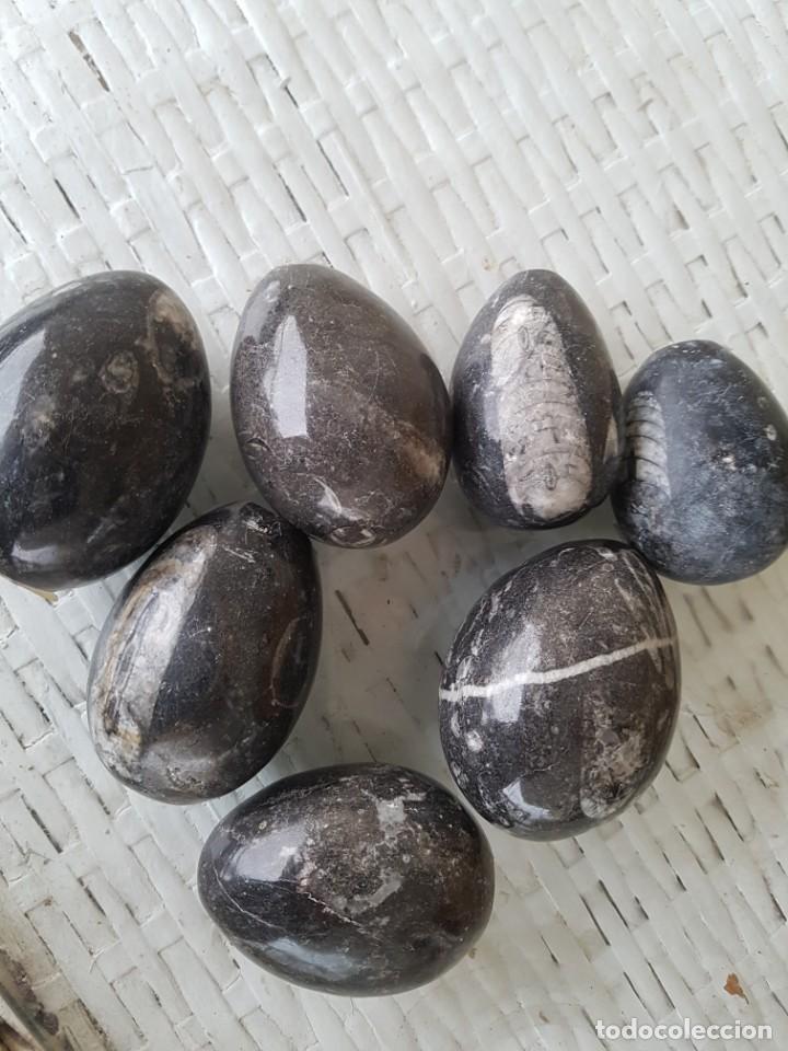Coleccionismo de f&oacute;siles: Huevos con ortoceras - Foto 1