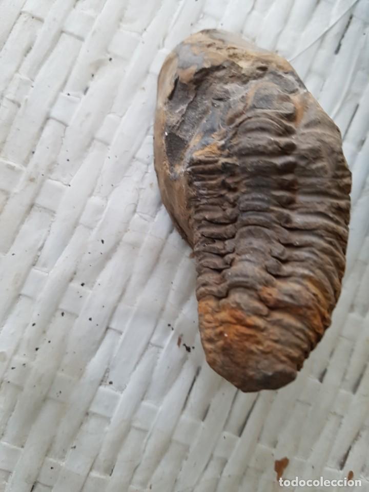 Coleccionismo de f&oacute;siles: trilobites Phacops - Foto 1