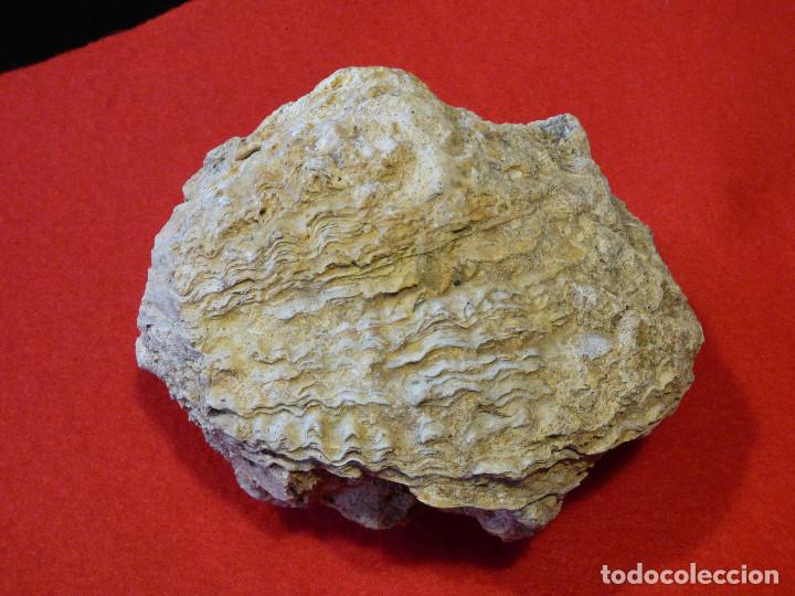 Coleccionismo de f&oacute;siles: Fosil de ostra. - Foto 1