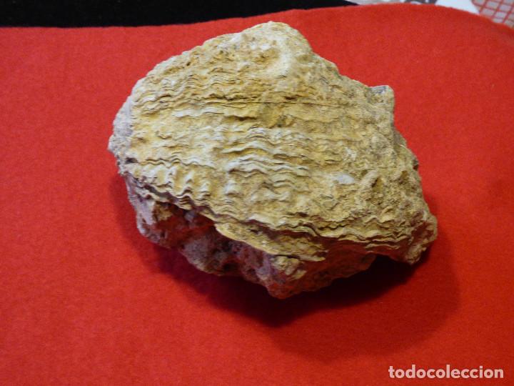 Coleccionismo de f&oacute;siles: Fosil de ostra. - Foto 2
